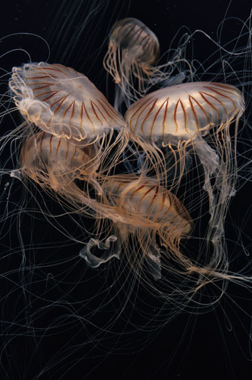 What are some facts about jelly fish?