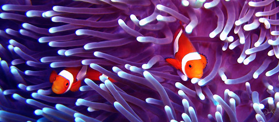 Clownfish lurk in a bed of sea anemones