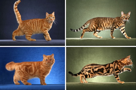 Same Gene Guides Cheetah and Tabby Cat Coat Patterns, Science