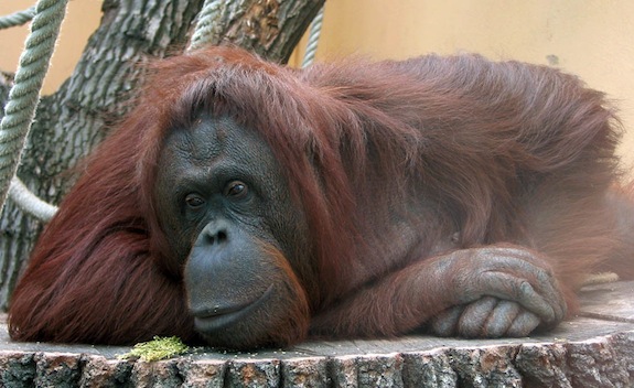 Orangutan Primates Medium 