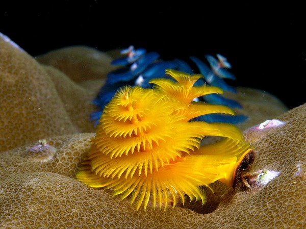 Christmas Tree Worms - Yellow and Blue