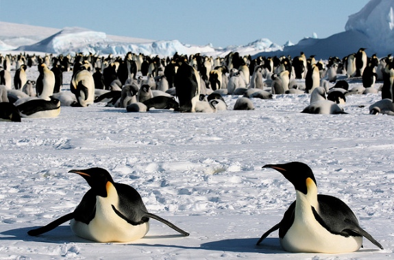 Two emperor penguins and their colony.