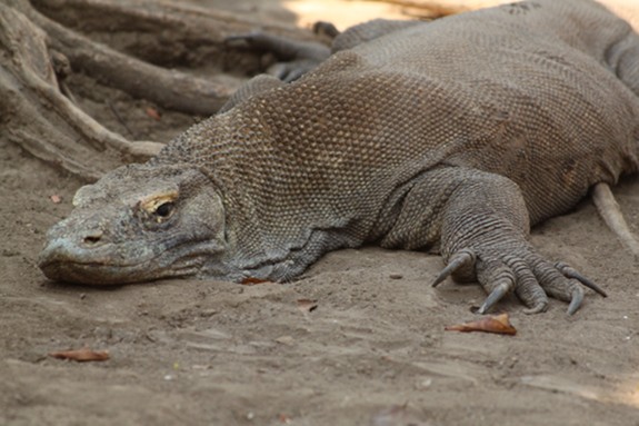 The Most Infamous Komodo Dragon Attacks of the Past 10 Years | Science|  Smithsonian Magazine