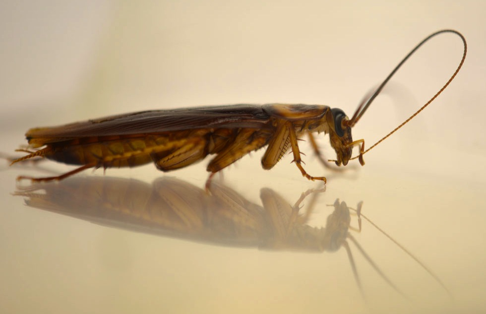 Why Cockroaches Meticulously Groom Their Antennae | Science| Smithsonian  Magazine