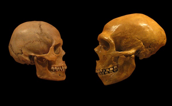 How thick is the human skull?