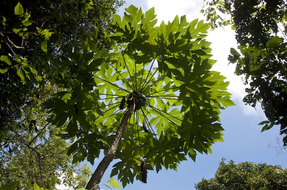 Guam Papaya Tree
