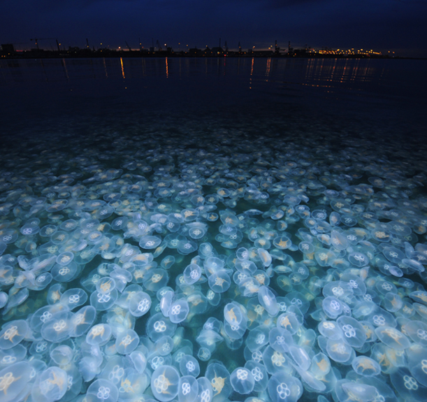Bloom of moon jellies off of Denmark.