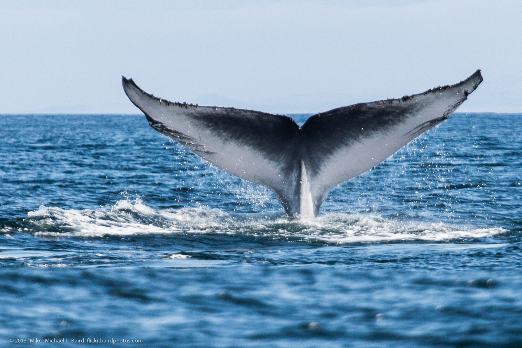 Pictures Of Blue Whale 88