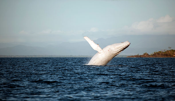 White Blue Whale