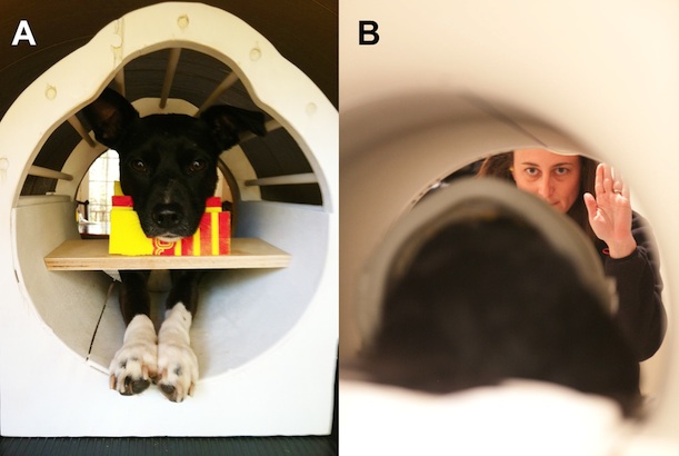A dog in an fMRI, receiving one of the hand signals
