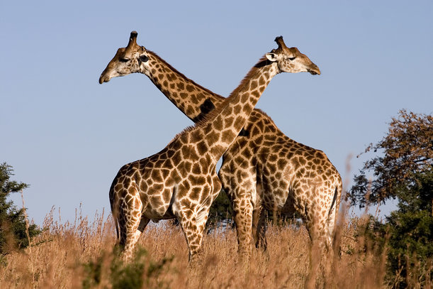 Giraffe | national geographic
