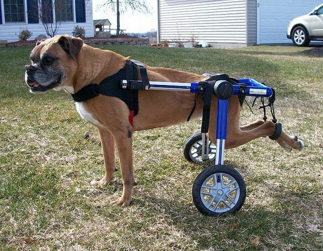 dog-wheelchair.jpg