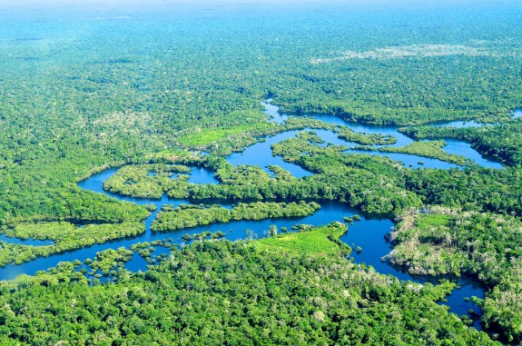 Environment of the amazon rainforest