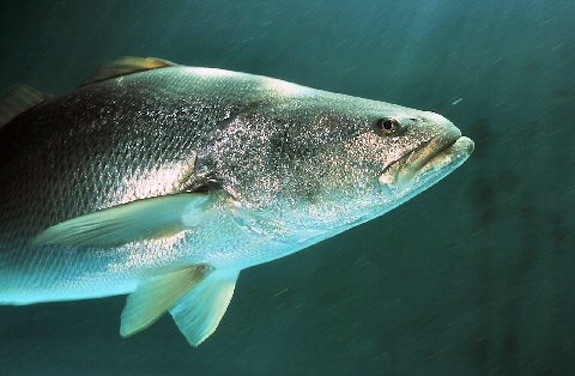 Image result for totoaba macdonaldi fish