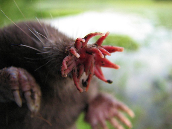 Watch How Fast the Insane Snout of the Star-Nosed Mole Can Move | Smart  News| Smithsonian Magazine