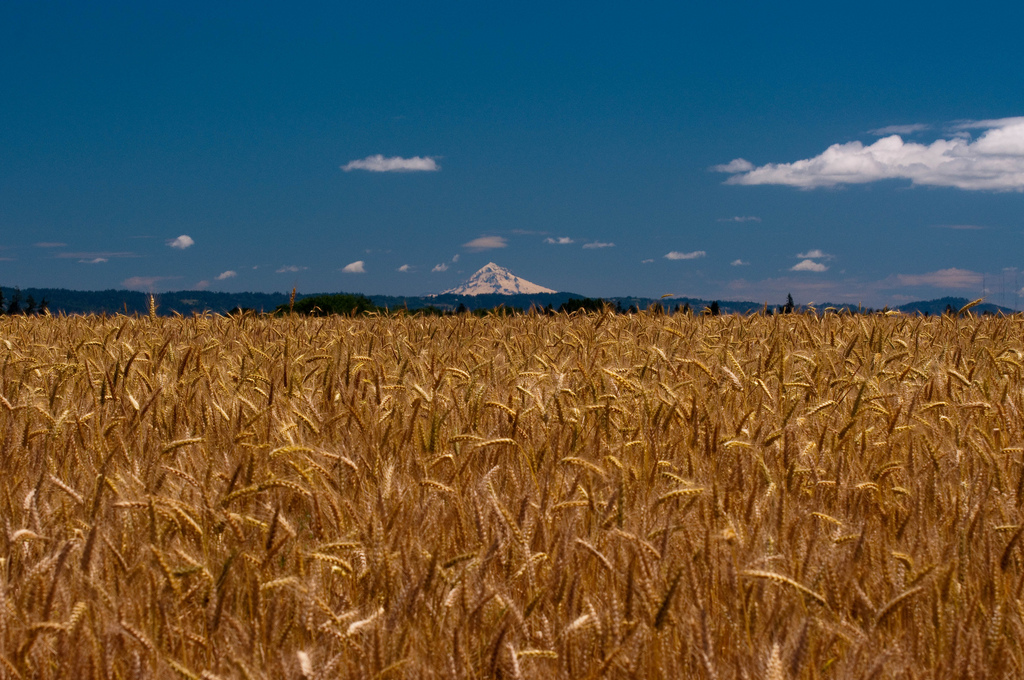 Where Will Japan Get Wheat Now That It's Rejecting America's GMO-Tainted  Crops? | Smart News| Smithsonian Magazine