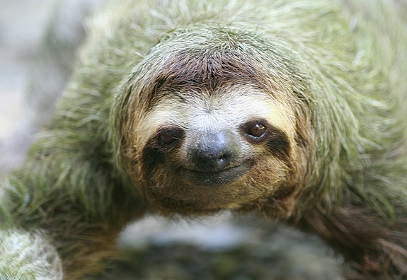 sloth.jpg