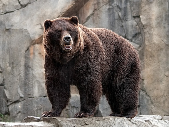The Science of How to Survive a Bear Attack | Smart News| Smithsonian  Magazine
