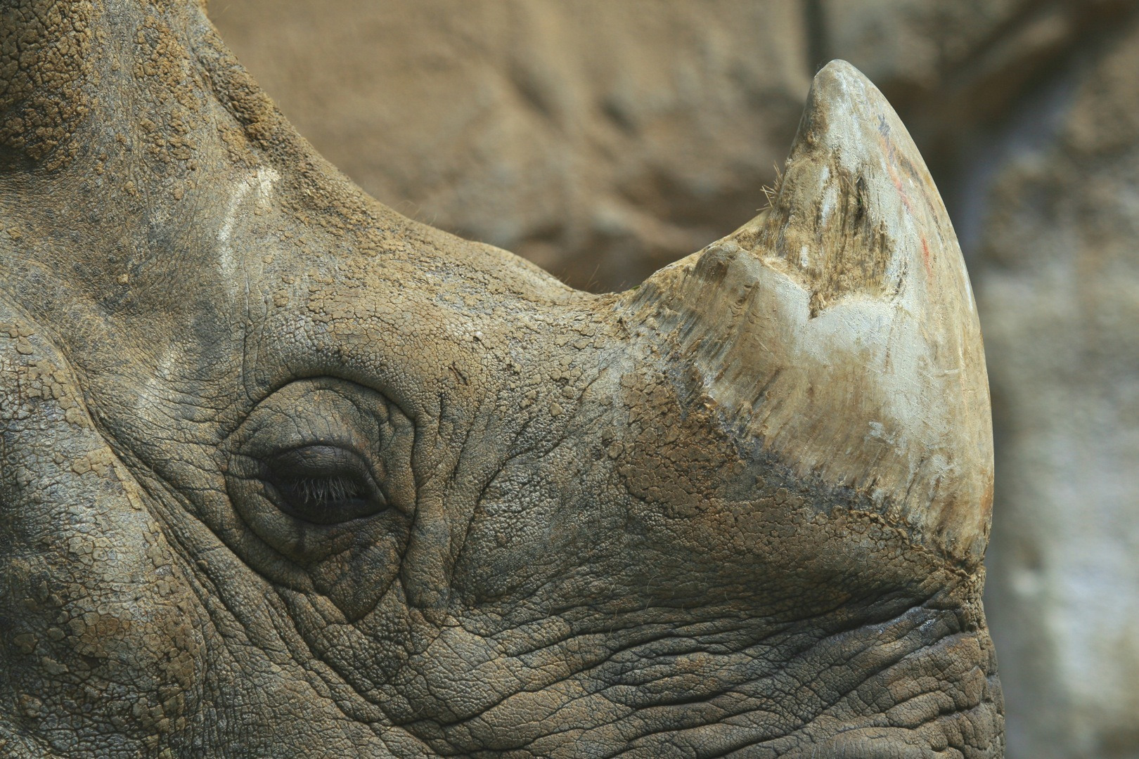 No, Legalizing Rhino Horn Probably Won't Save Animals from Poaching, Smart  News