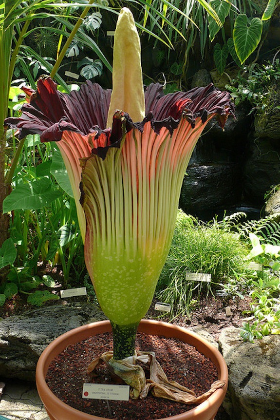 Rare Smelly Corpse Flower About To Bloom Smart News Smithsonian Magazine