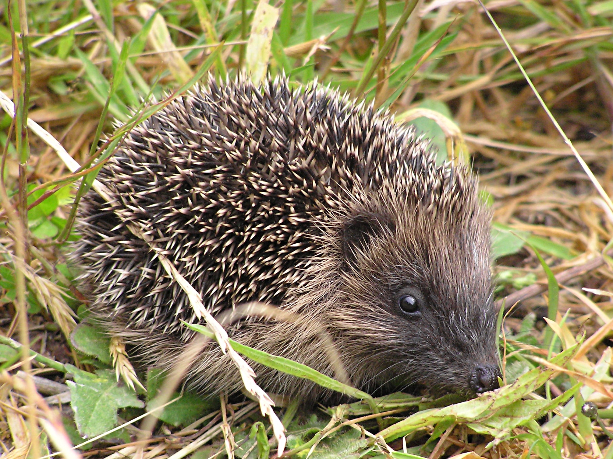 The Hedgehog Is Britain’s New National Emblem | Smart News ...