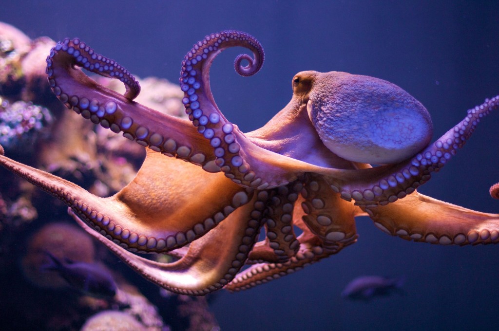 octopus-1024x680.jpg