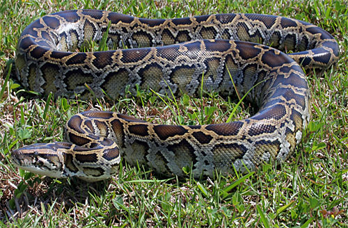 pythons in everglades. the Birds – and Pythons