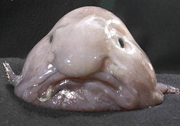 In Defense of the Blobfish: Why the «World’s Ugliest Animal» Isn’t as Ugly as You Think It Is